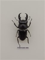 藏品(鍬形蟲)的圖片